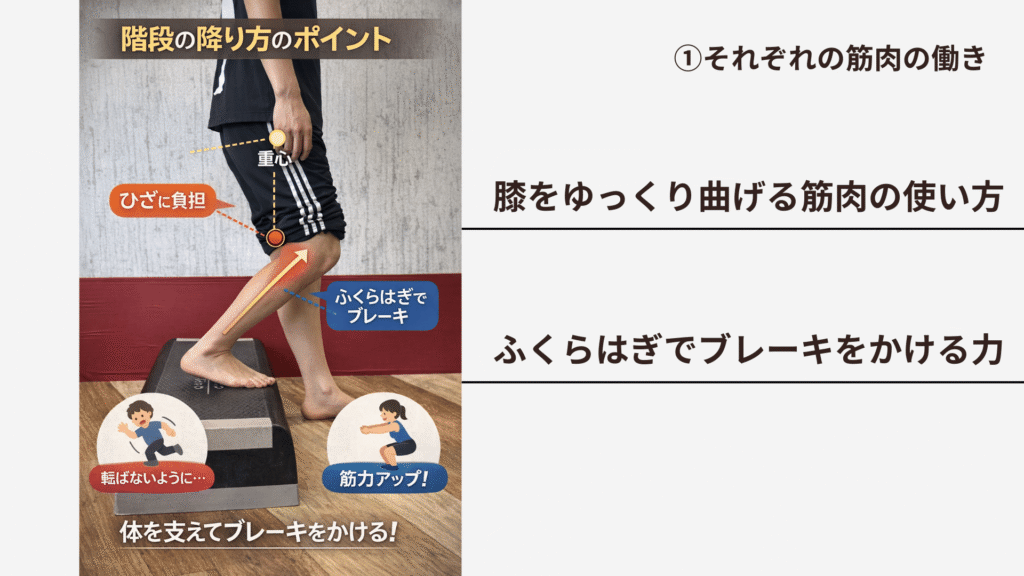 階段の降り方のポイントを理学療法士が解説｜膝に負担をかけない筋肉の使い方と重心位置