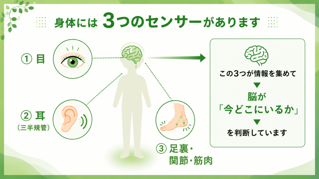 身体のバランスを保つ3つのセンサー（目・耳〈三半規管〉・足裏や関節・筋肉）と脳の役割を示した理学療法士監修の図解