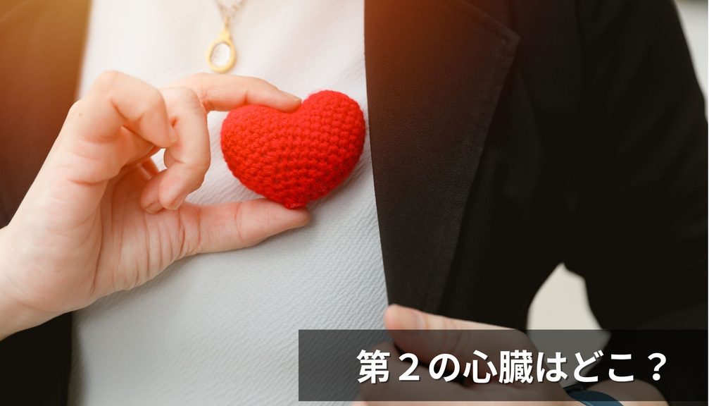 第２の心臓はどこ？