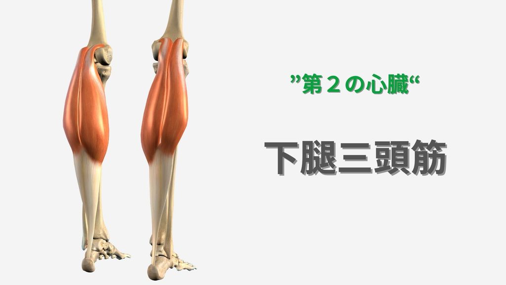 第２の心臓について
下腿三頭筋のイラスト